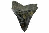 Serrated, Fossil Megalodon Tooth - South Carolina #170451-1